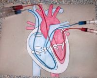 Урок біології, що “запульсував” життям!